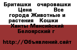 Бриташки - очаровашки.  › Цена ­ 3 000 - Все города Животные и растения » Кошки   . Ханты-Мансийский,Белоярский г.